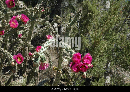 Rosa Blumen sind charakteristisch für die Dahlie hedgehog Cactus. der Kaktus wächst wild in der Wüste des Südwestens der Vereinigten Staaten. Stockfoto