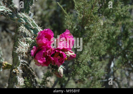 Rosa Blumen sind charakteristisch für die Dahlie hedgehog Cactus. der Kaktus wächst wild in der Wüste des Südwestens der Vereinigten Staaten. Stockfoto