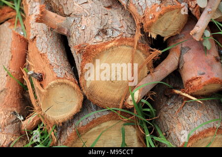 Frisch geschnittene Jungen Eukalyptus Eukalyptus Gunnii oder als Apfelwein Gum Eucalyptus tree Protokolle bekannt Stockfoto