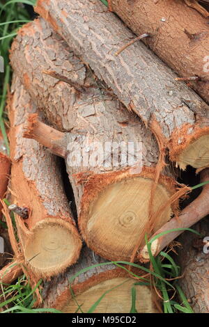 Frisch Jungen Eukalyptus Eukalyptus Gunnii Baum geschnitten oder als Apfelwein Gum Eucalyptus tree Protokolle bekannt Stockfoto