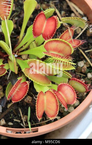 In der Nähe von Venus Fliegenfalle Dionaea muscipula oder als bekannt Stockfoto