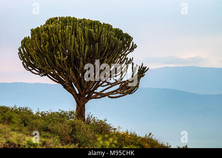 Kaktus Baum oder Euphorbia candelabrum Stockfoto