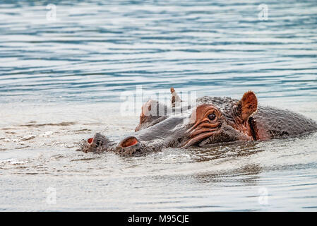 Schließen nilpferde oder Hippopotamus amphibius in Wasser Stockfoto