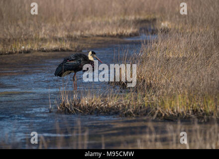 Ein wolly necked Stork Vogel, die von einem grauen Sumpfgebietlebensraum Stockfoto