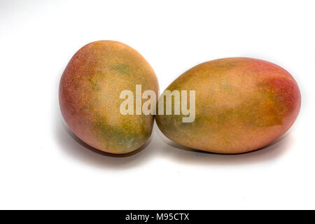 Zwei reife Mangos (Mangifera indica) auf weißem Hintergrund Stockfoto