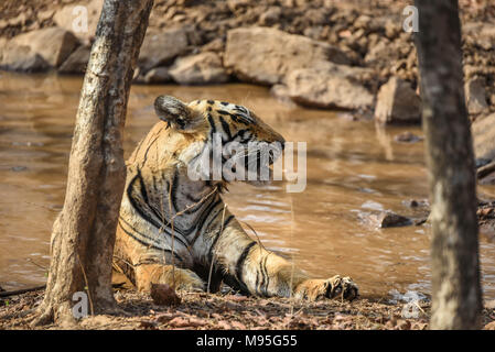 Royal Bengal tiger Stockfoto