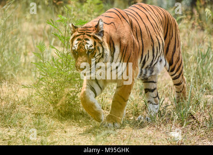 Royal Bengal tiger Stockfoto