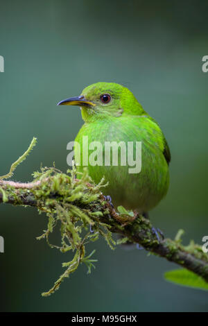 Grün - Honeycreeper Chlorophanes spiza, schöne kleine bunte honeycreeper aus Costa Rica. Stockfoto