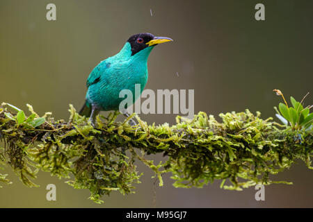 Grün - Honeycreeper Chlorophanes spiza, schöne kleine bunte honeycreeper aus Costa Rica. Stockfoto