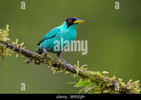 Grün - Honeycreeper Chlorophanes spiza, schöne kleine bunte honeycreeper aus Costa Rica. Stockfoto