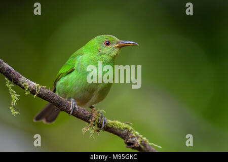 Grün - Honeycreeper Chlorophanes spiza, schöne kleine bunte honeycreeper aus Costa Rica. Stockfoto