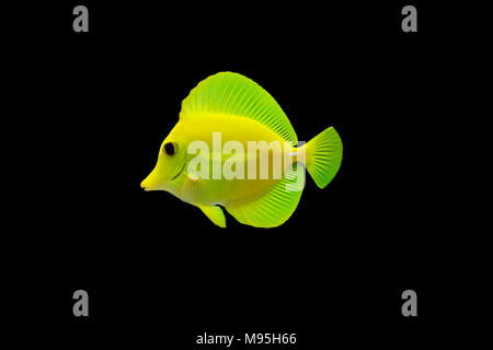 Gelb Zebrasoma flavescens Tabn - Stockfoto