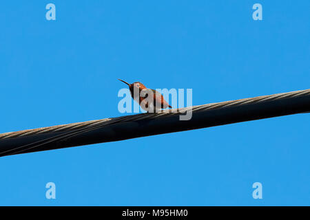 Allens Kolibri, Selasphorus sasin, geglaubt, einen Jugendlichen Weiblich, auf eine Stromleitung, südlich vom Flughafen Los Angeles, Kalifornien, USA thront. Stockfoto