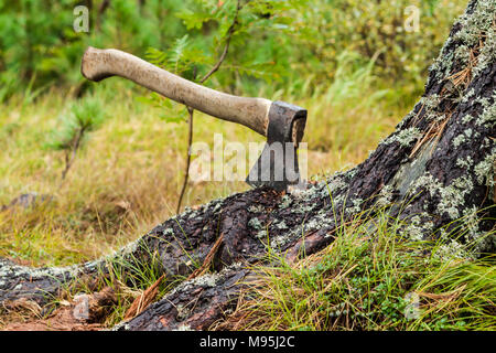 Eine Axt in einen Baum. Die Gewinnung von Brennholz, Fahrwerk. Stockfoto