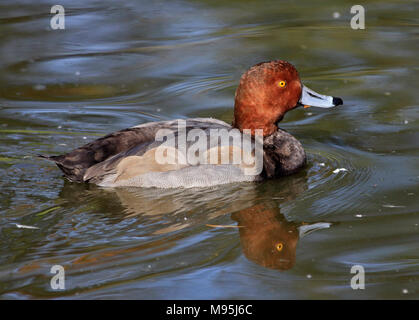 Redhead duck (Aythya Americana) Männlich Stockfoto