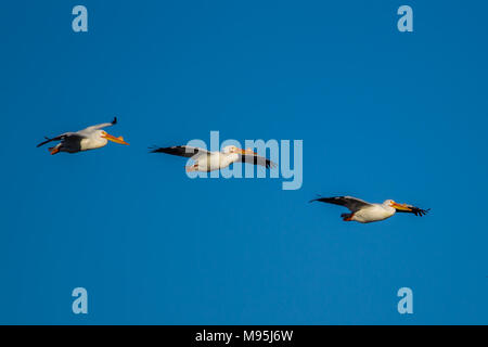 Amerikanische weiße Pelikane Segelfliegen in der Himmel über Scooteny Stausee in der Nähe von Othello, Washington. Stockfoto