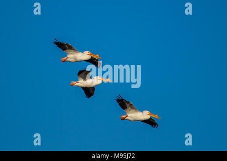 Amerikanische weiße Pelikane Segelfliegen in der Himmel über Scooteny Stausee in der Nähe von Othello, Washington. Stockfoto