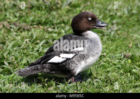 Weibliche Common Goldeneye Bucephala Clangula bei Martin bloße WWT, Lancashire UK Stockfoto