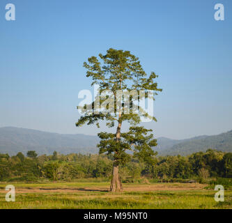 Einsamen grünen Baum im Feld Stockfoto