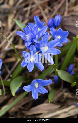 Blau blühenden Frühling # Herrlichkeit der Schnee # Hardy, Chionodoxa sardensis der Glühbirne Stockfoto