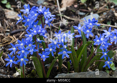 Blau blühenden Frühling # Herrlichkeit der Schnee # Hardy, Chionodoxa sardensis der Glühbirne Stockfoto