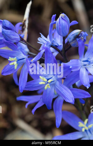 Blau blühenden Frühling # Herrlichkeit der Schnee # Hardy, Chionodoxa sardensis der Glühbirne Stockfoto