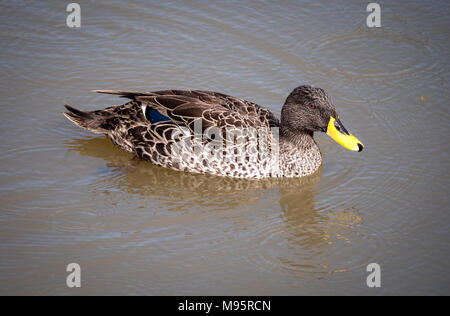 Yellow billed duck Anas undulata - ein Dabbling Duck native zu sub Sharan Afrika - hier in Slimbridge Gloucestershire UK gesehen Stockfoto