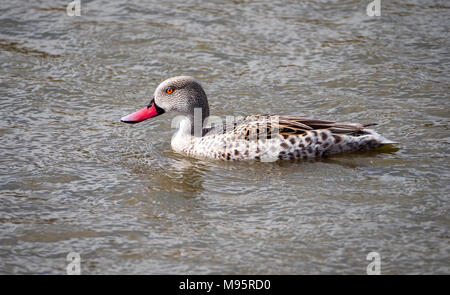 Kap teal Anas capensis - ein Dabbling Duck von Afrika südlich der Sahara hier als von in Gefangenschaft gehaltenen Vögeln in Slimbridge Gloucestershire UK gesehen Stockfoto