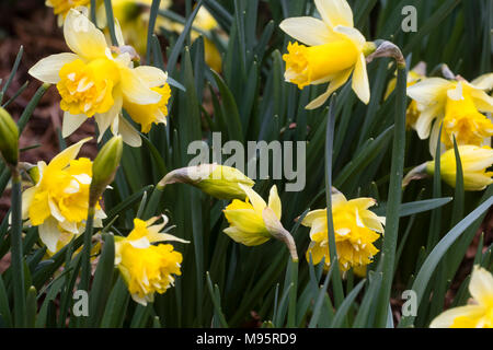 Frühe Blüte gelbe Trompeten der eine doppelte Form der Fastenzeit Lilie, Narcissus Pseudonarcissus, ein UK-native-Narzisse Stockfoto