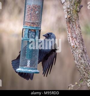 Dohle Corvus monedula überfallen einen kleinen Garten Futterhaus - Gloucestershire, Großbritannien Stockfoto