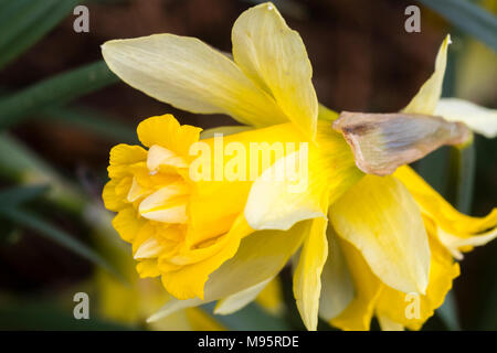 Frühe Blüte Gelb Trompete eine doppelte Form der Fastenzeit Lily, Narcissus pseudonarcissus, ein BRITISCHER native Daffodil Stockfoto