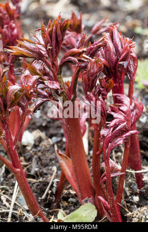 Rote Stiele und junge Laub der Pfingstrose, Paeonia 'Coral Charm' bieten eine attraktive Wirkung, wie sie im frühen Frühjahr entstehen Stockfoto