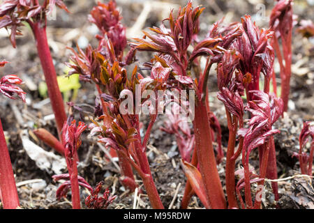 Rote Stiele und junge Laub der Pfingstrose, Paeonia 'Coral Charm' bieten eine attraktive Wirkung, wie sie im frühen Frühjahr entstehen Stockfoto