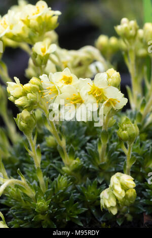 Der frühe Frühling Blumen des Gelben blühte, Kabschia Steinbrech Saxifraga x apiculata 'Gregor Mendel', ein Hardy alpine Hybrid Stockfoto
