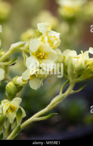 Der frühe Frühling Blumen des Gelben blühte, Kabschia Steinbrech Saxifraga x apiculata 'Gregor Mendel', ein Hardy alpine Hybrid Stockfoto