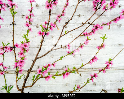 Peach Blossom auf einem Espaliered Baum in einem weißen Mauern Gewächshaus UK Stockfoto