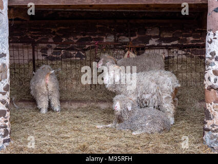 Angora Ziegen in ihrem Mohair Mäntel in einer Scheune in der Nähe von Porlock in Somerset UK Stockfoto