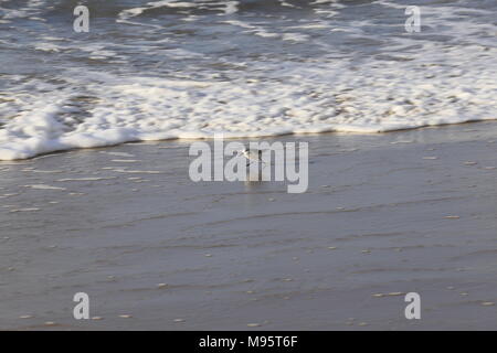 Drei toed Sandpiper für Lebensmittel am Ufer suchen Stockfoto