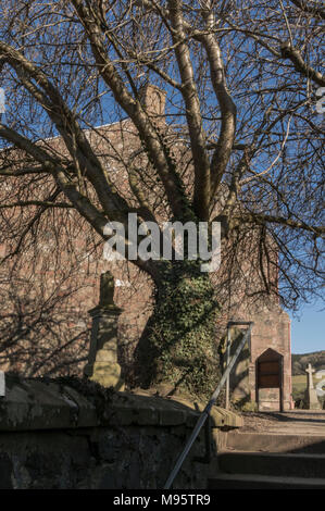 Kirk von Str. Braut Abernethy Pfarrkirche Friedhof ist ein uraltes Wild Cherry Tree, Abernethy, Perthshire, Schottland, Großbritannien. Stockfoto