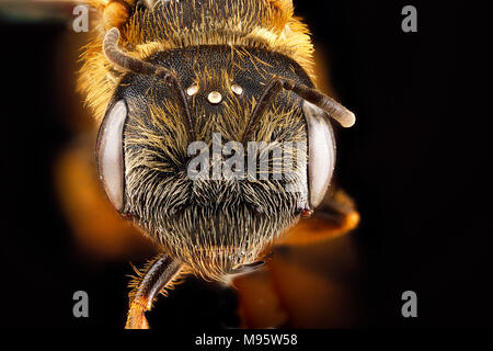Halictus poeyi, weiblichen Gesichts Stockfoto