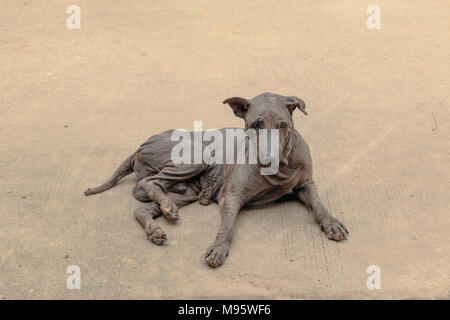 Canine scabies Hund Stockfoto