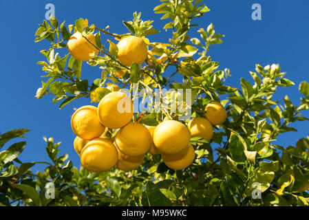 Grapefruit tree mit Clustern von grapefruits bereit geerntet zu werden. Stockfoto