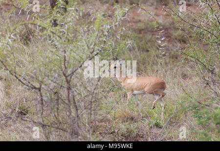 Ein männlicher Steinböckchen, aka steinbuck oder steinbok, Raphicerus rstanding campestis, im langen Gras in den Krüger National Park, Südafrika Stockfoto