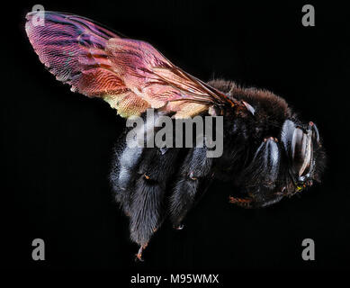 Xylocopa mordax, F, rechte Seite, Dominikanische Republik Stockfoto