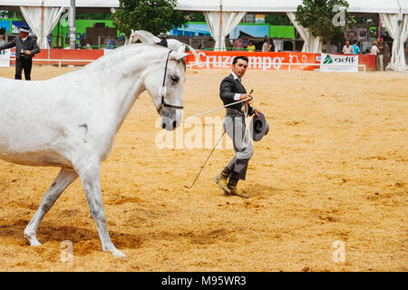 Cordoba, Andalusien, Spanien: Andalusische Reiter seine Vollblut Stute Ausstellen auf der Cordoba Horse Fair. Stockfoto