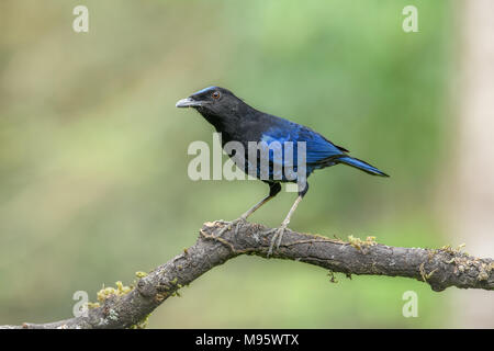 Eine schöne Malabar pfeifen Soor oder singende Vogel auf einem Zweig mit sauberem thront verschwommenen Hintergrund im reservierten Wald in Kerala, Indien Stockfoto