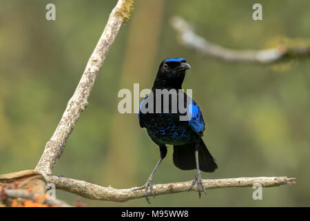 Eine schöne Malabar pfeifen Soor oder singende Vogel auf einem Zweig mit sauberem thront verschwommenen Hintergrund im reservierten Wald in Kerala, Indien Stockfoto