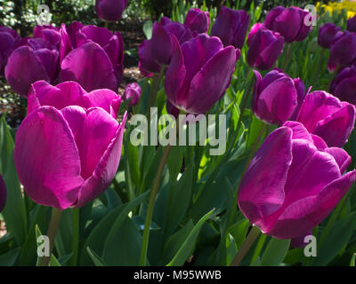 Sonne scheint auf magenta Tulpen im Wintergarten Garten Stockfoto