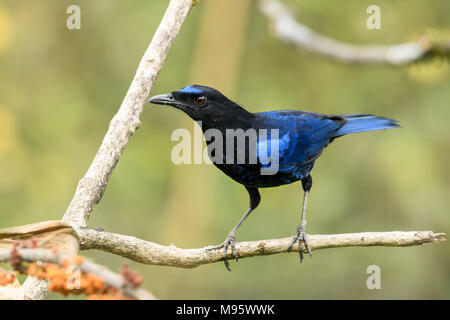 Eine schöne Malabar pfeifen Soor oder singende Vogel auf einem Zweig mit sauberem thront verschwommenen Hintergrund im reservierten Wald in Kerala, Indien Stockfoto