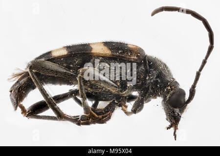 Käfer 2, U, Seite, Fossil Butte NM, Wyoming Stockfoto